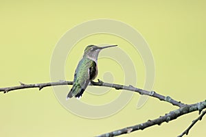 Female Ruby-throated hummingbird, Archilochus colubris, sitting on a branch