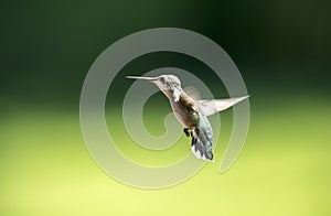 Female Ruby Throated Hummingbird, Clarke County GA USA photo