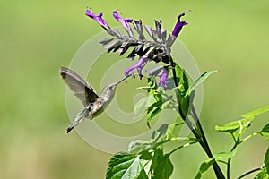 Female Ruby Throated Hummingbird on Deep Purple Salvia