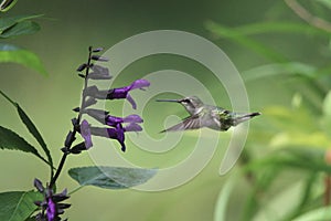 Female Ruby Throated Hummingbird on Deep Purple Salvia