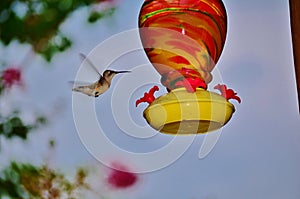 Hummingbird in flight