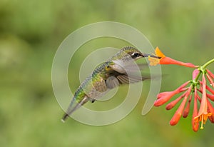 Female Ruby Throated Hummingbird feeding from a honeysuckle blossom photo