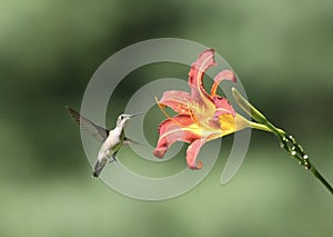 Female Ruby Throated Hummingbird Feeding on a lily flower in summer