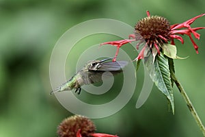 Female Ruby Throated Hummingbird Feeding on Scarlet Bee Balm Flowers in Summer