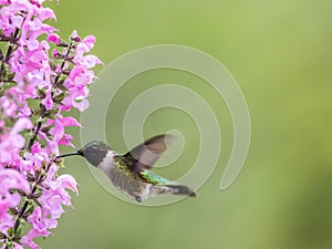 Female Ruby-throated Hummingbird feeds on Meadow Sage in S