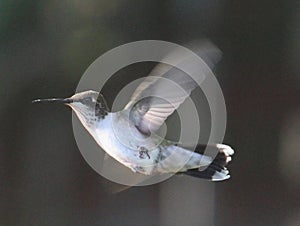 Female Ruby Throated Hummingbird Flapping its Wings in Flight