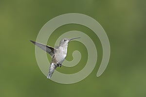 Female Ruby throated Hummingbird in Flight
