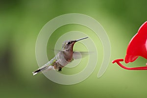 Female Ruby-throated Hummingbird in Flight