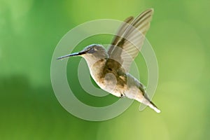 Female Ruby-throated Hummingbird in Flight