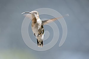 Female Ruby Throated Hummingbird in Flight