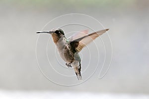 Female Ruby Throated Hummingbird Flight