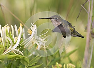 Female of ruby-throated hummingbird in flight