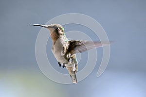 Female Ruby Throated Hummingbird in Flight