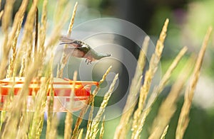 A Female Ruby-Throated Hummingbird in Flight Over a Feeder Behind Karl Foerster Seed Heads