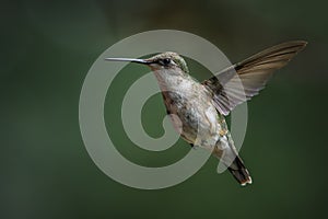 Female ruby-throated Hummingbird in flight