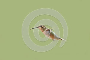 Female Ruby Throated Hummingbird In Flight