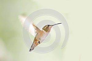 Female Ruby Throated Hummingbird In Flight