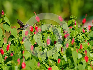 Female Ruby Throated Hummingbird in a Flower Bed Filled With Turk\'s Cap