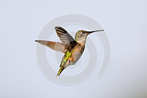 Female Ruby-throated hummingbird hovering near food source with a drip of nectar on the tip of her beak