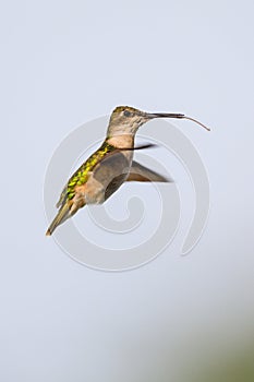 Female Ruby-throated hummingbird hovering near food source with her tongue sticking out and beak slightly o