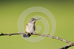 Female Ruby-throated hummingbird perched on a branch