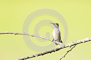 Female Ruby-throated hummingbird perched on a branch