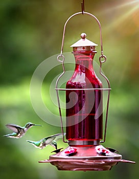 Female ruby-throated hummingbirds