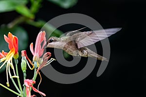 Female Ruby Topaz hummingbird feeding on tropical pink flowers