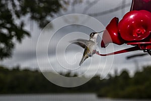 Female Rubythroated Hummingbird at the lakeshore feeder