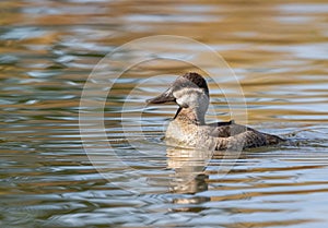 Female Ruddy Duck Fall Season Closeup