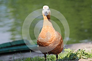 Female Ruddy shelduck Tadorna ferruginea