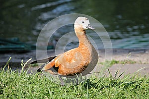 Female Ruddy shelduck Tadorna ferruginea