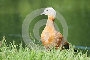 Female Ruddy shelduck Tadorna ferruginea