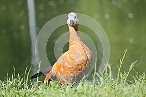 Female Ruddy shelduck Tadorna ferruginea