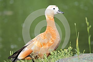 Female Ruddy shelduck Tadorna ferruginea