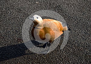 Female Ruddy shelduck, tadorna ferruginea, casarca ferruginea