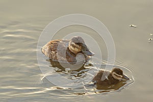 Female rudy duck and duckling photo