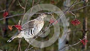 Female ruffed grouse (Bonasa umbellus) perched on a branch