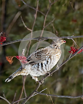 Female ruffed grouse (Bonasa umbellus) perched on a branch, vertical