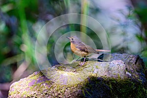 Female of Rufous-bellied Niltava live in tropical forest