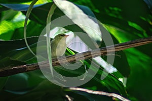 Female Rufous-headed Tanager bird