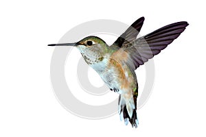 Female rufous Hummingbird photo