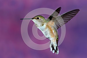 Female rufous Hummingbird