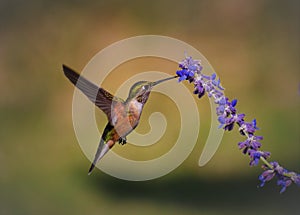 A female Rufous hummingbird