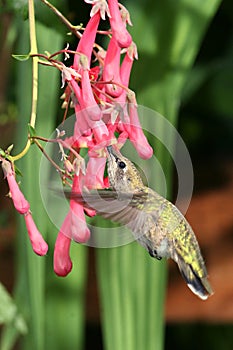 Female Rufous Hummingbird