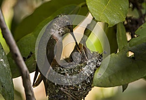 Rufous Hummingbird feeds chicks in nest photo