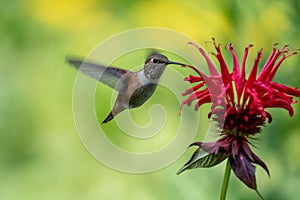 Female Rufous hummingbird hovering and drinking nectar from a bee balm plant.