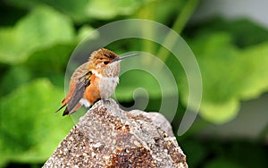 Female Rufous Hummingbird Resting on a Granite Rock