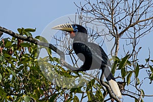 A female rufous-necked hornbill or Aceros nipalensis observed in Latpanchar in West Bengal, India