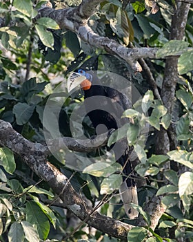 A female rufous-necked hornbill or Aceros nipalensis observed in Latpanchar in West Bengal, India
